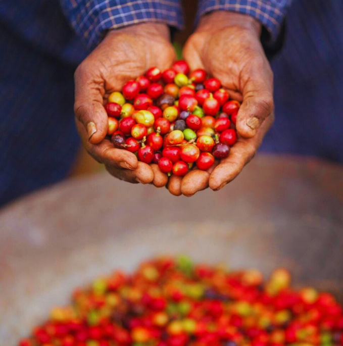 Coffee harvest — economic development